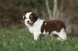 BORDER COLLIE 791